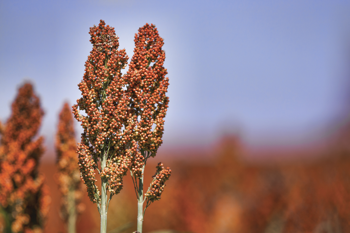 China aumenta las importaciones estadounidenses de sorgo