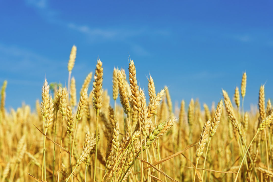 El aumento de los precios de los cereales y las semillas oleaginosas toma desprevenido al mercado