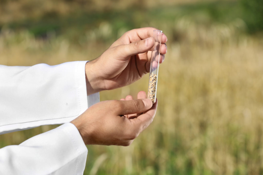  Argentina: primera en aprobar una variedad de trigo transgénico