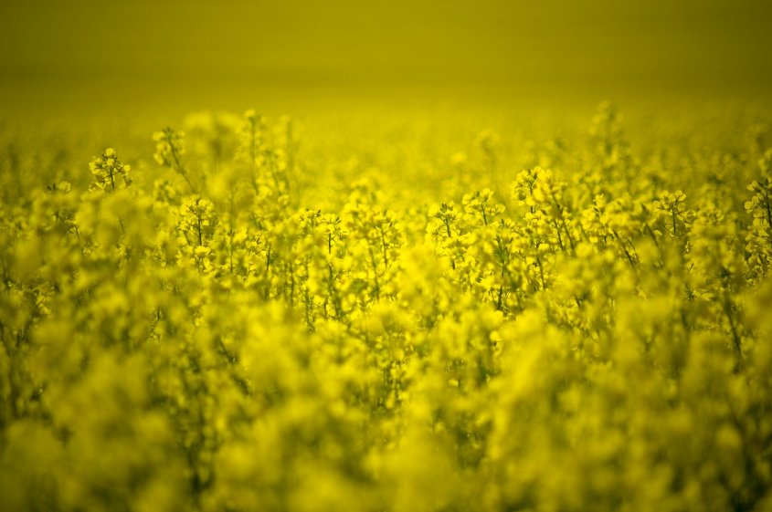 ALUR mejoró pago a productores para triplicar el uso de canola