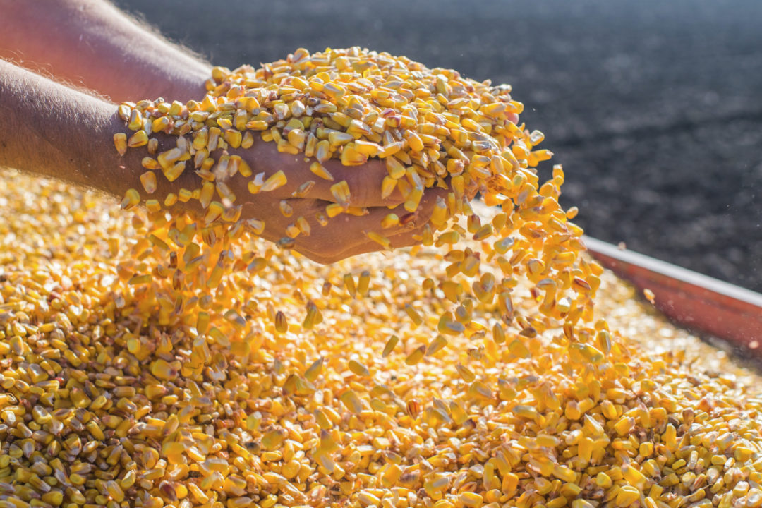 China considera más importaciones de maí­z