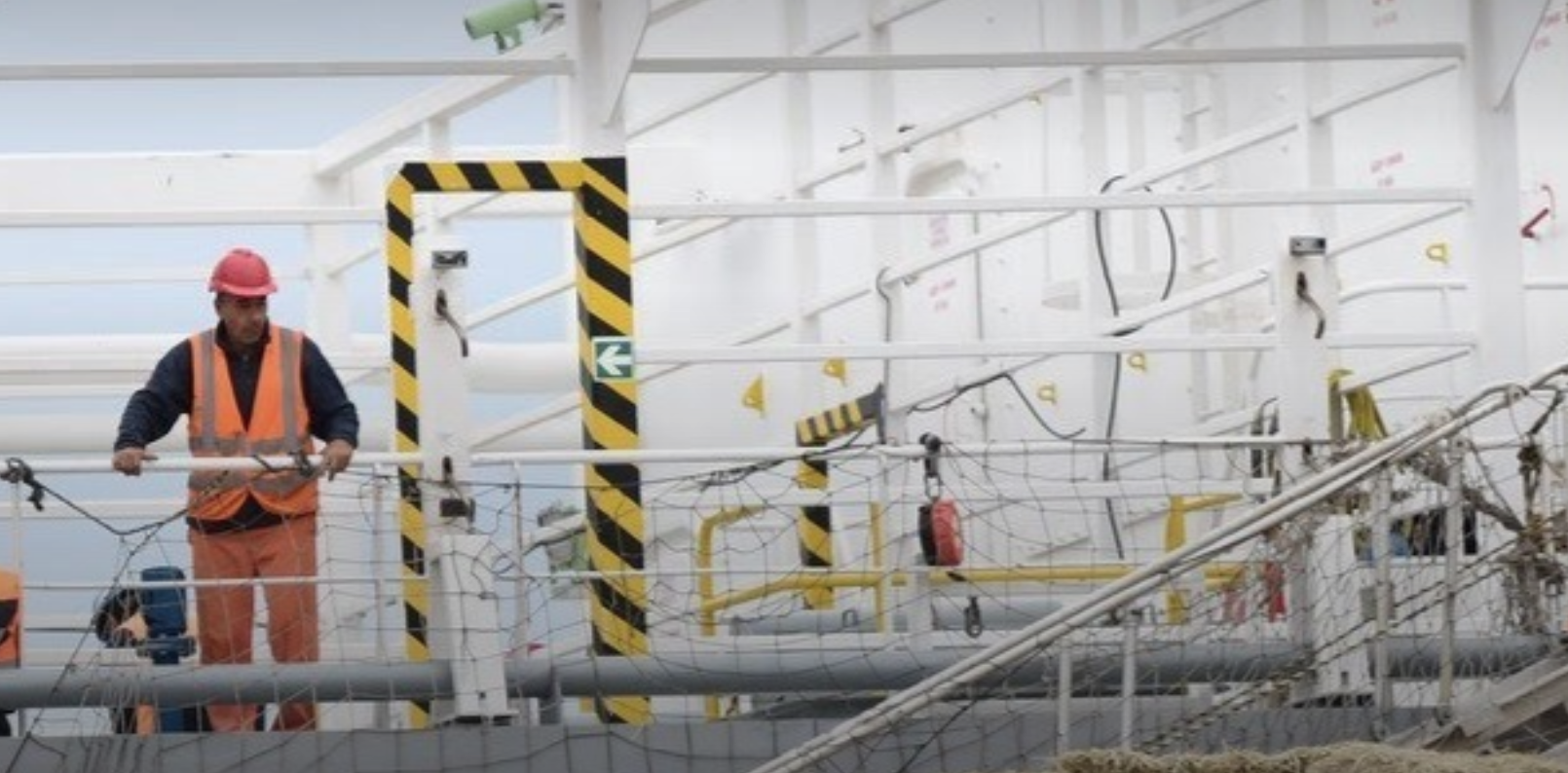 En los primeros dí­as de diciembre embarcarán más de 4.000 vaquillonas a China