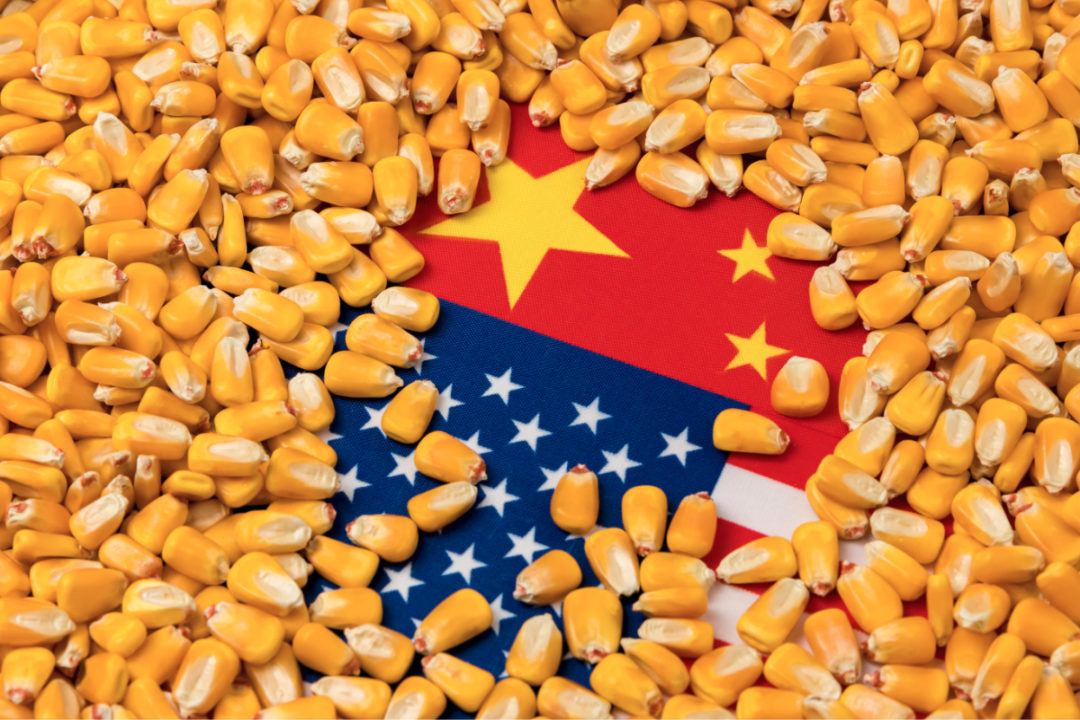 La compra de maí­z en China continíºa a un ritmo rápido