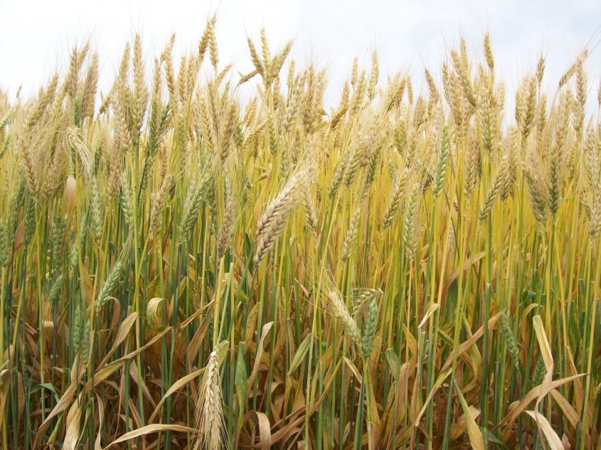 Las razones para apostar al trigo (y creer que no todo está perdido este aí±o en el campo)