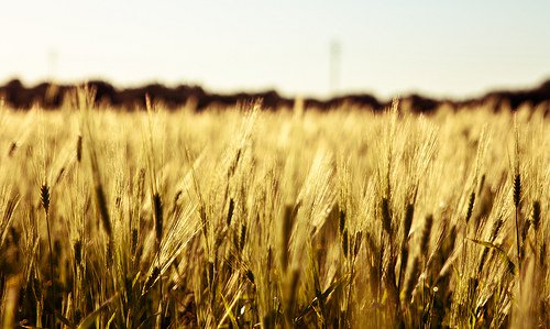 Cebada uruguaya saldrí­a hacia China a fin de mes