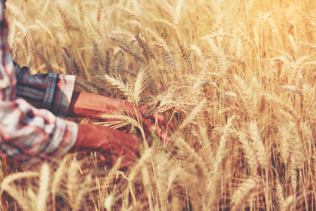 Se estima que la producción de cultivos de invierno de Australia aumentará un 89%