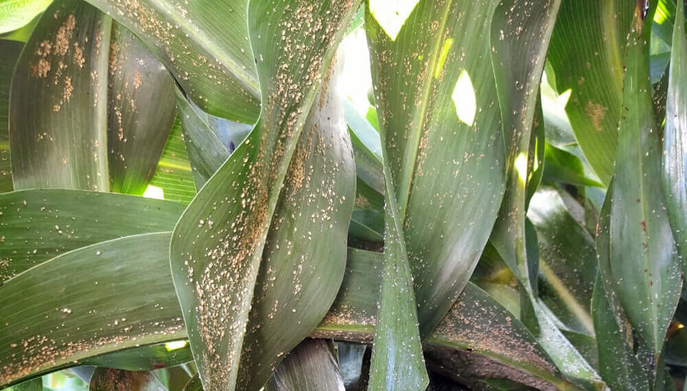 Sin control a tiempo, un tipo de insecto que ya está en sorgo puede provocar daí±o total