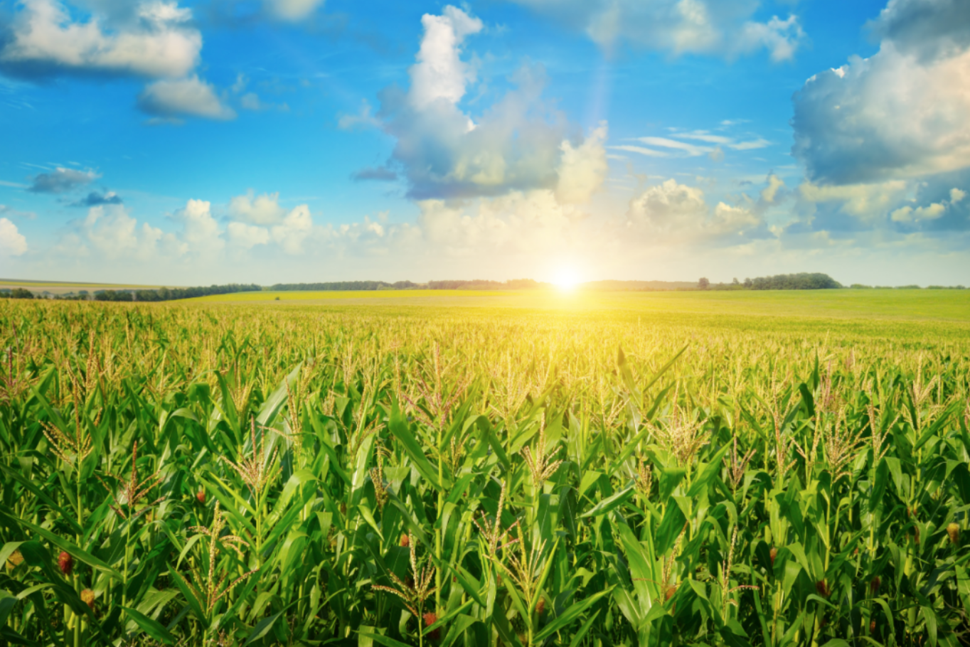 Los proyectos del CIG registran una producción récord de cereales en 2020-21