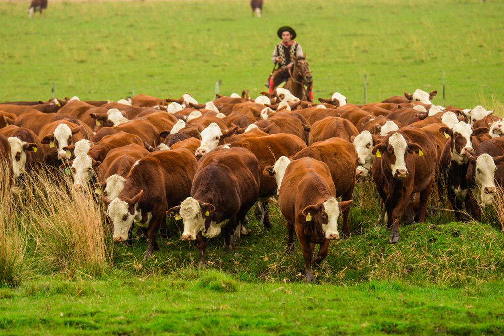 Ganaderí­a 4.0: la producción bovina se recrí­a con algoritmos