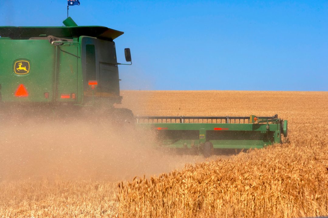 Se espera que la producción de trigo de Rusia caiga en 2021-22