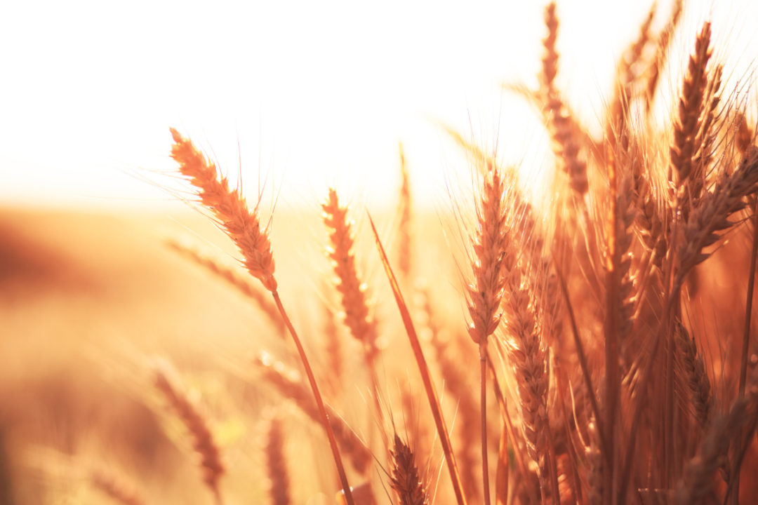 Se prevé una caí­da del 42% en la producción de trigo rojo duro de primavera de EE.UU. 