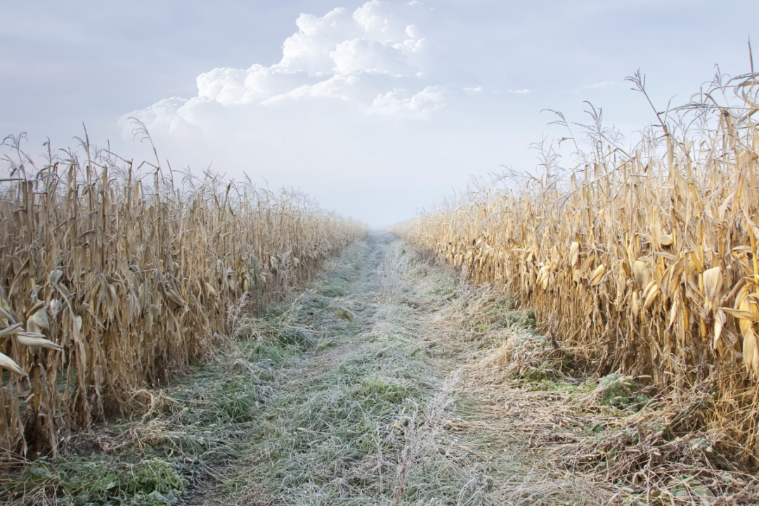  Las temperaturas heladas podrí­an daí±ar los cultivos de maí­z y trigo de Brasil