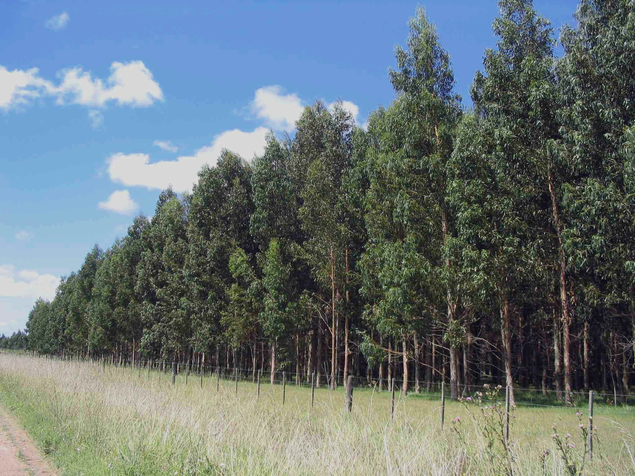CONTINUAMOS CON LA INFORMACION SOBRE EL URUGUAY FORESTAL 