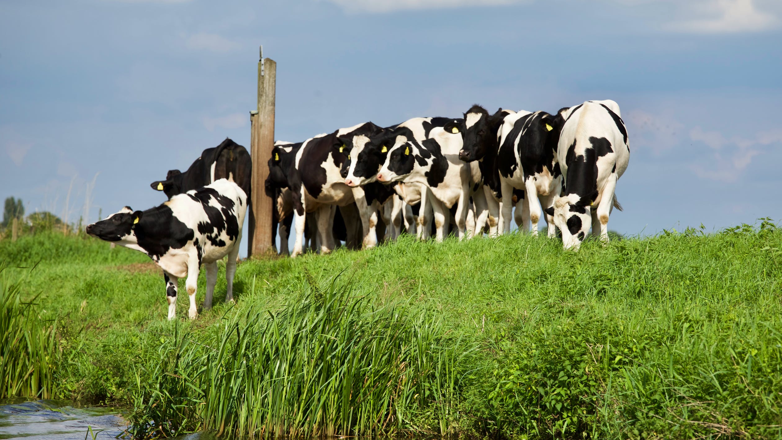 BCU aprobó fideicomiso para producir más leche