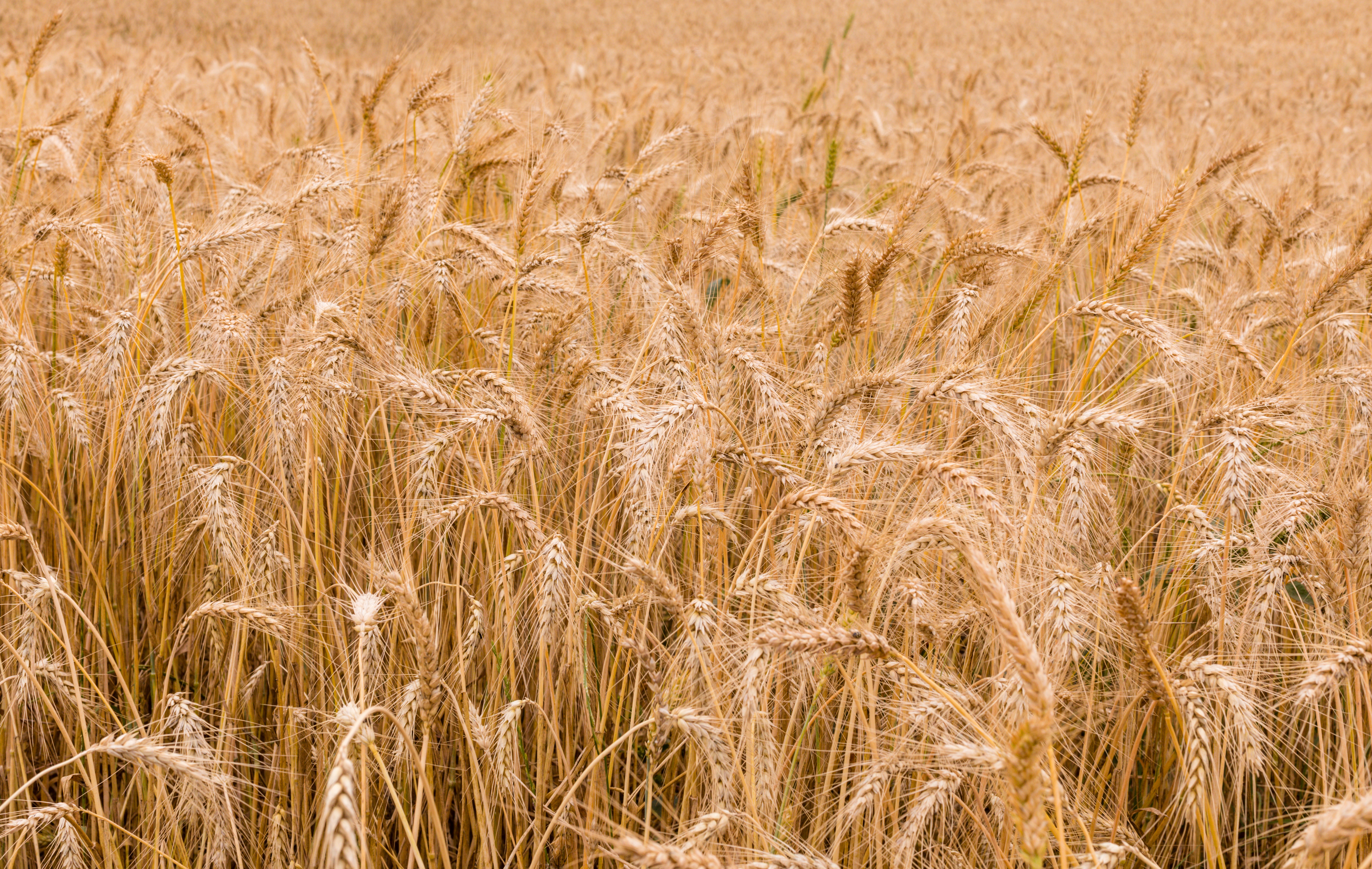 China aumenta el incentivo para que los agricultores cultiven trigo