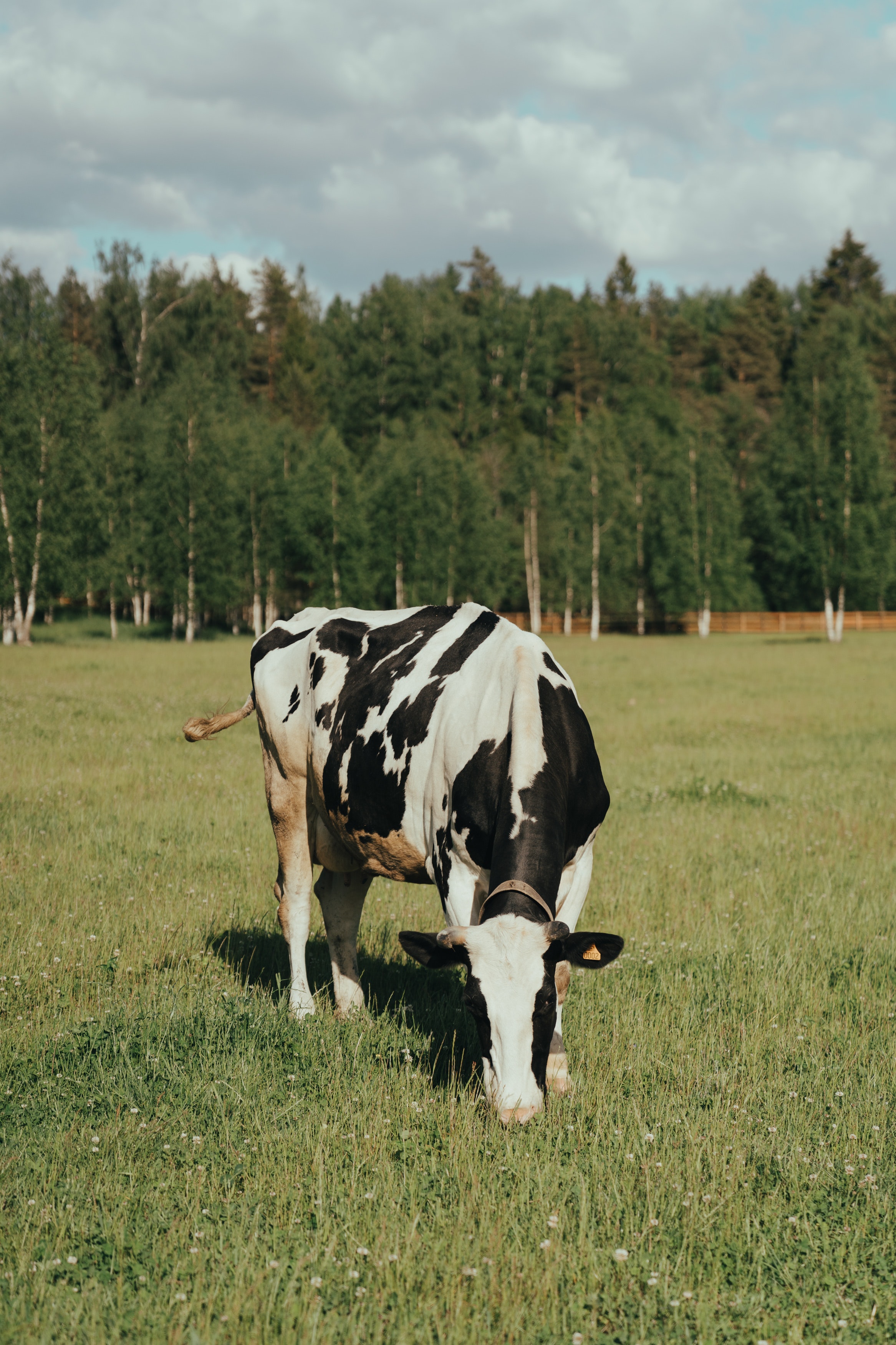 El estiércol de vaca vale más que su leche en California, y ya es problema medioambiental: una ley