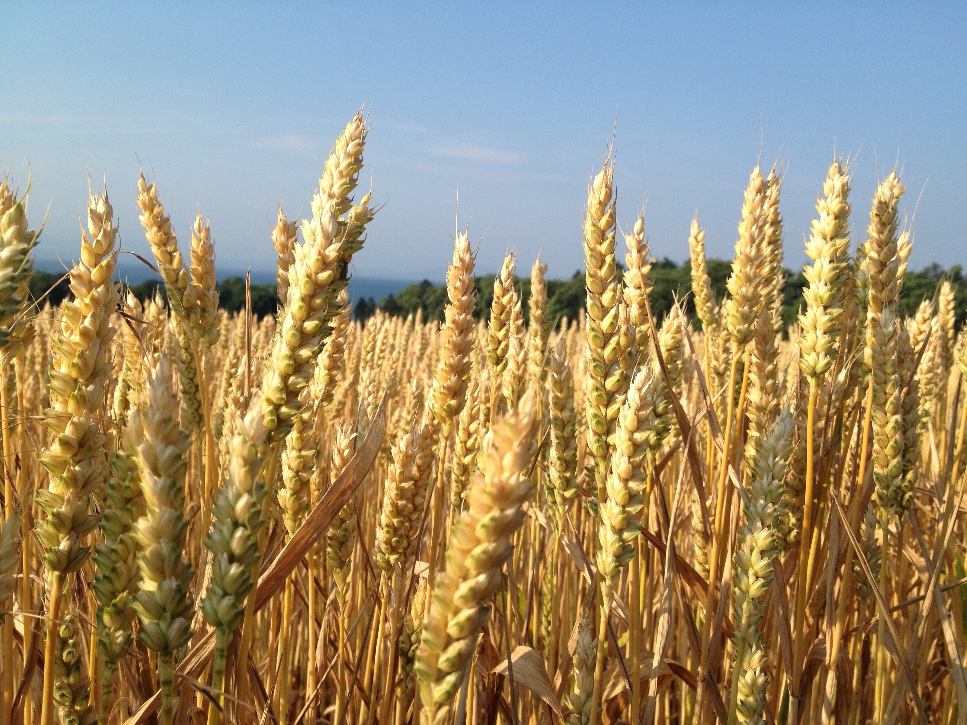 Acuerdo Agrotoken y Matba Rofex para el desarrollo de í­ndices para Soja y Maí­z
