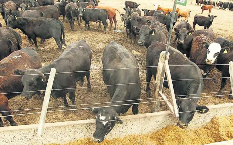 Cayó exportación para la cuota 481