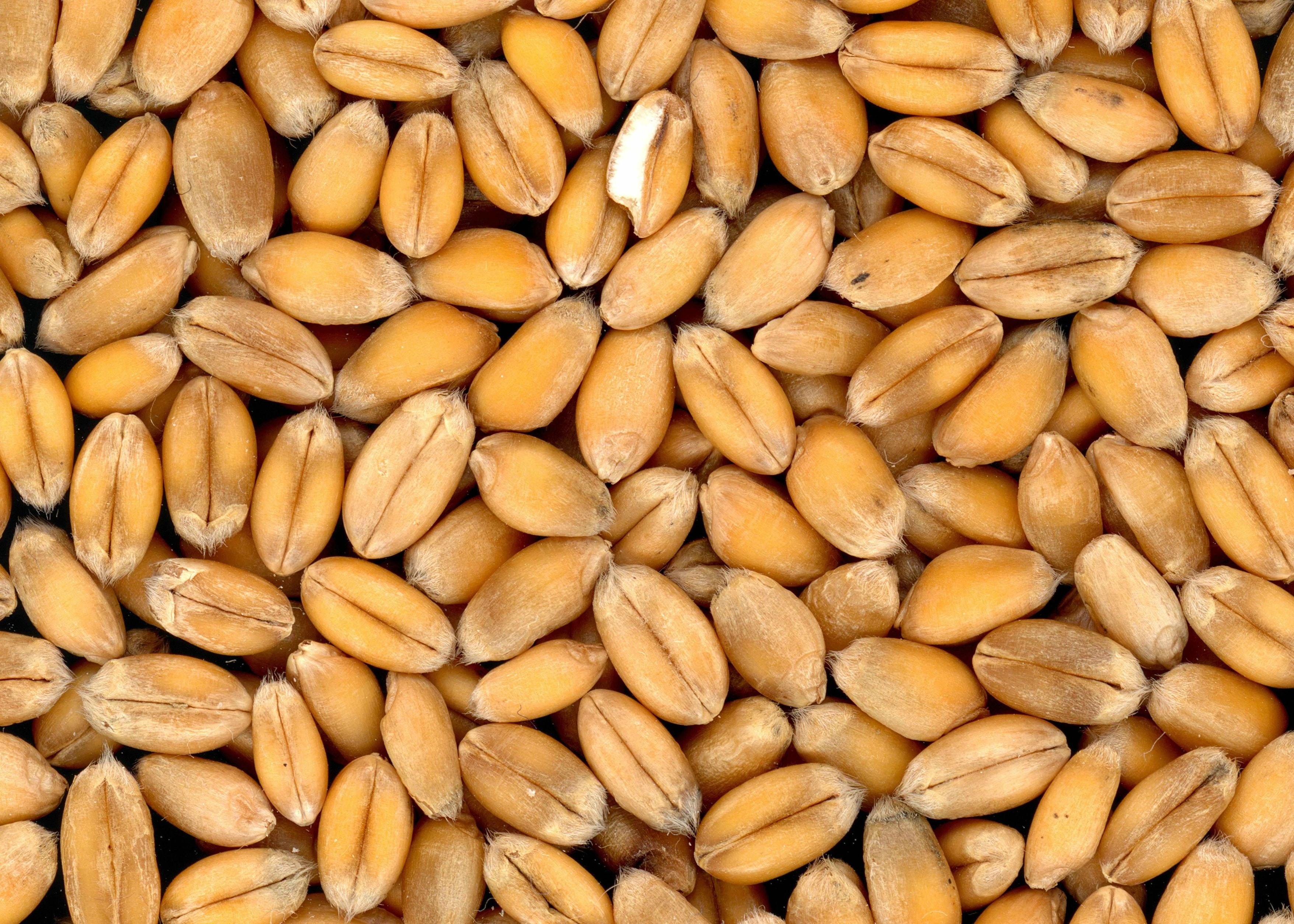 Viterra adquirirá Gavilon por 1.130 millones de dólares