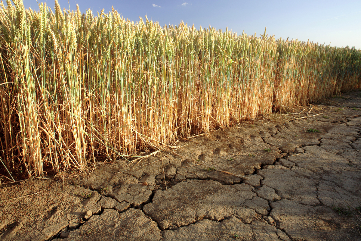Un estudio muestra que el cambio climático podrí­a causar sequí­a en las zonas de cultivo de trigo.