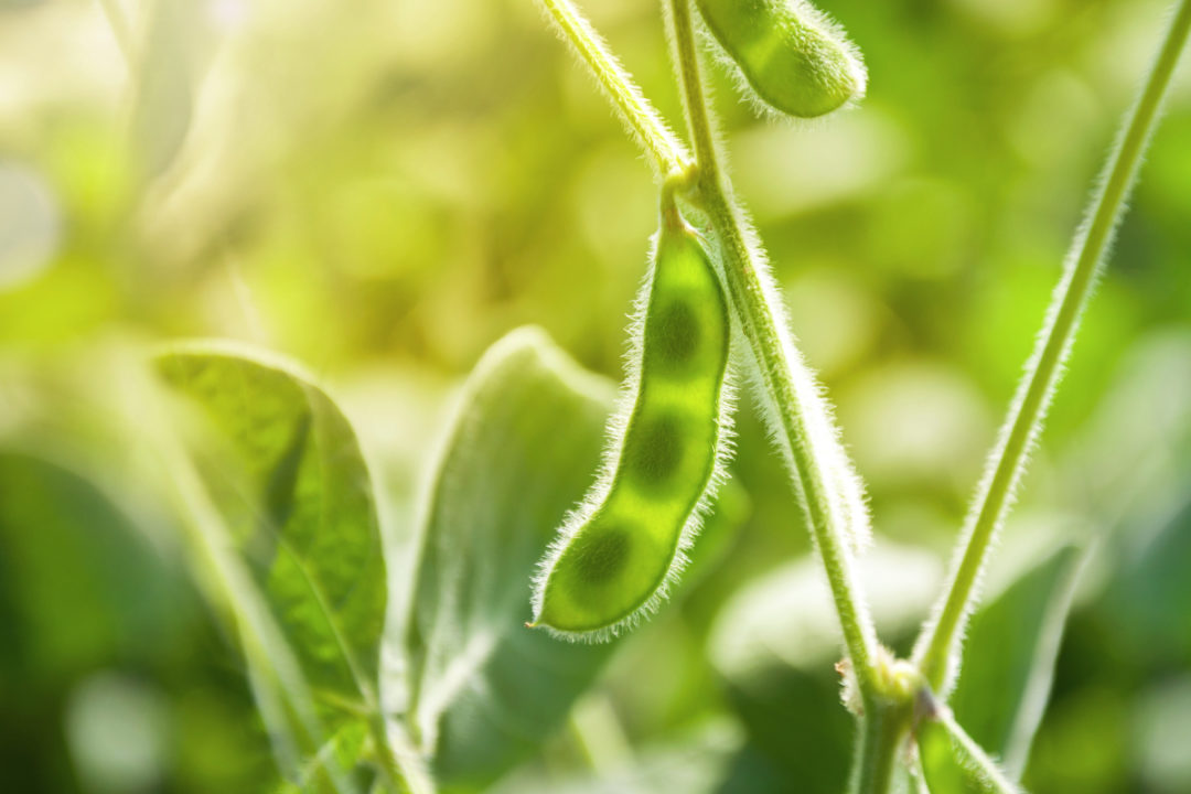 La producción de soja de Brasil enfrenta desafí­os de fertilizantes 