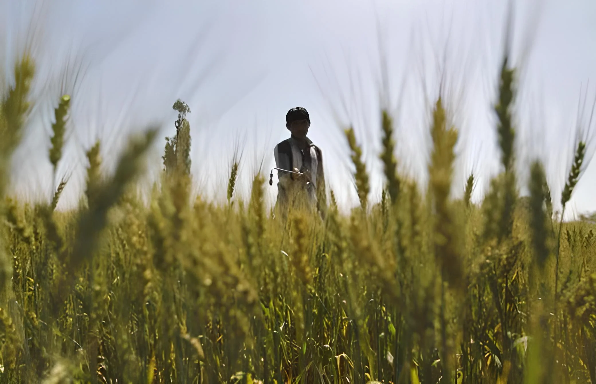 Crisis de fertilizantes rusos amenaza la seguridad alimentaria en Latinoamérica