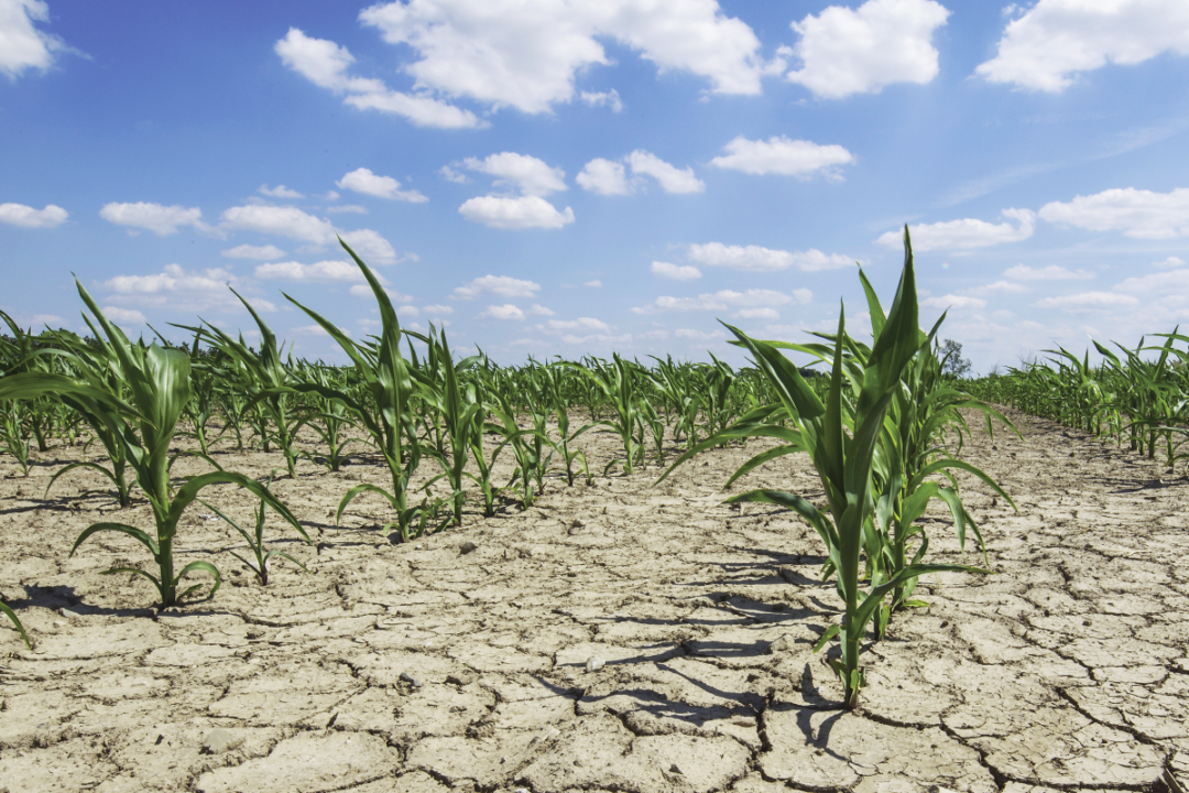 El cambio climático pesa sobre la agricultura