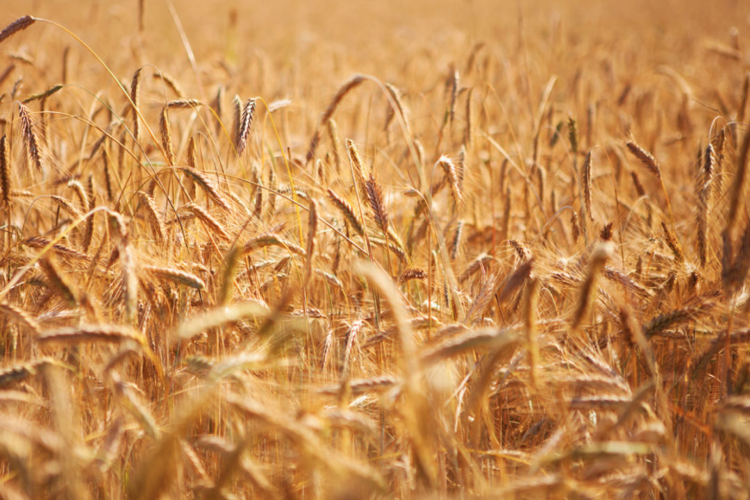 La producción canadiense de trigo da un gran salto