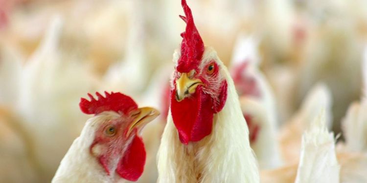Granja Tres Arroyos vendió 34% de sus acciones a Tyson Food