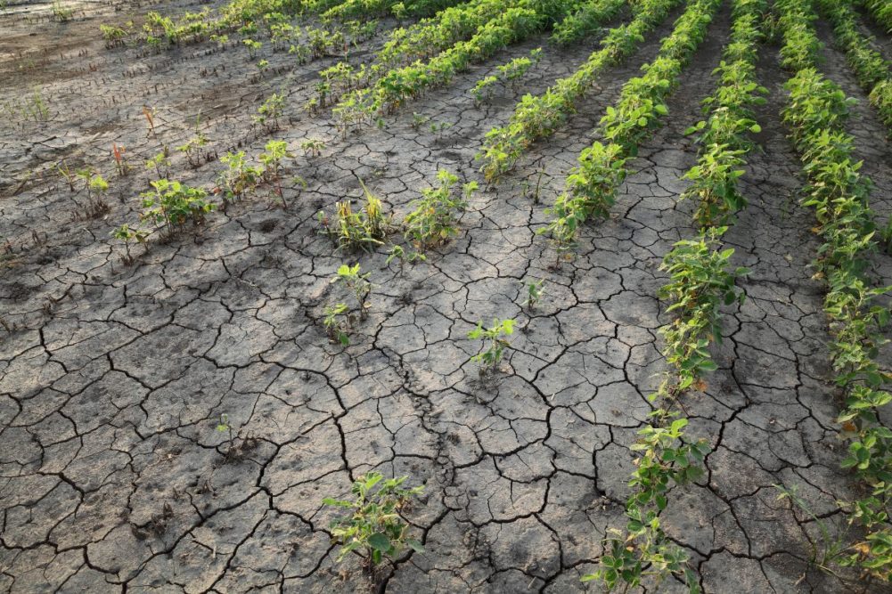 Se proyecta que producción de soja de Argentina se desplomará