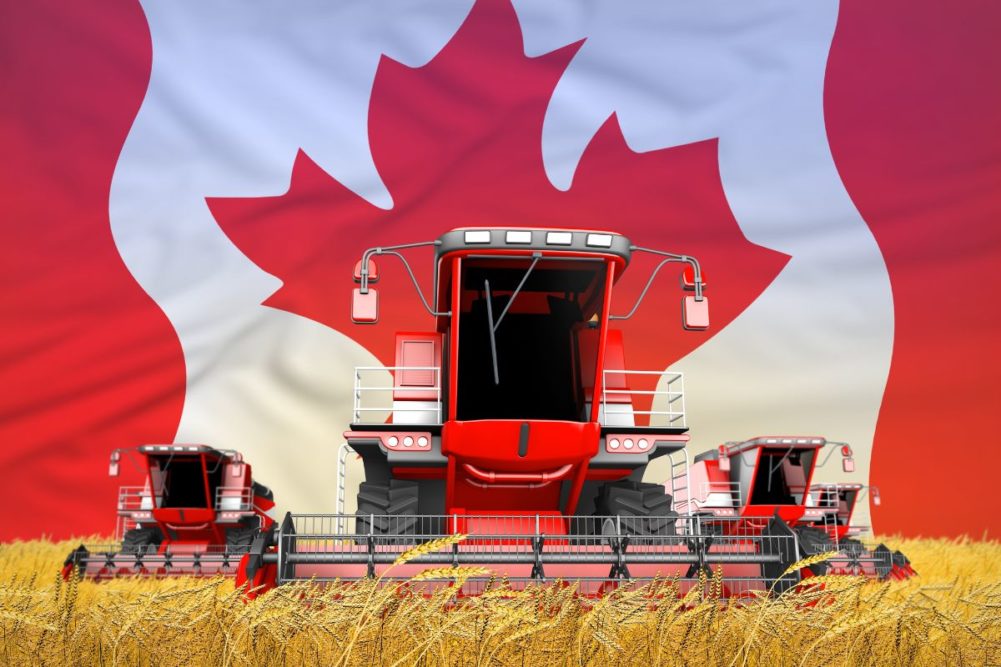 Las plantaciones de trigo canadiense alcanzan un máximo reciente