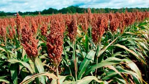 Servicios Agrí­colas realizará charlas sobre certificación de sorgo para exportar a China