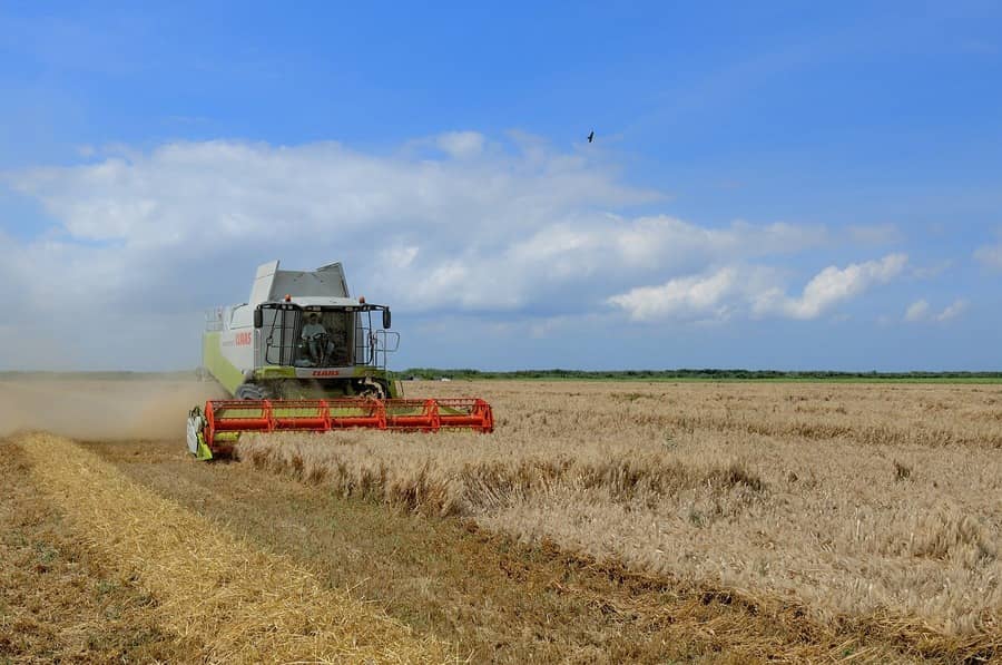 El exceso de lluvias en Campos Novos (SC) afecta la calidad del trigo                  
