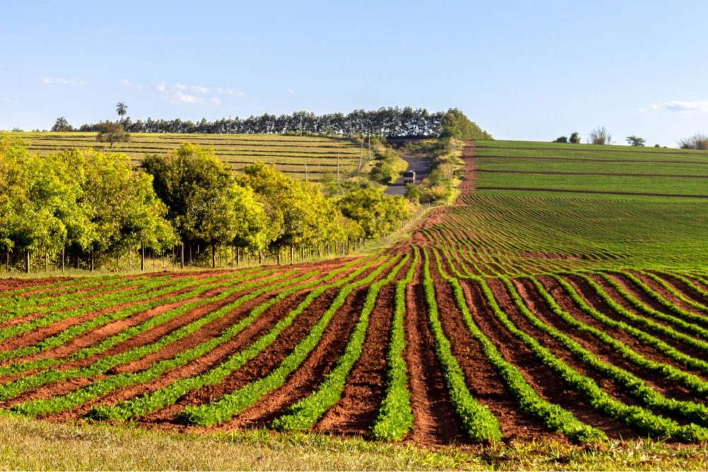 Brasil producirá cosecha récord de soja