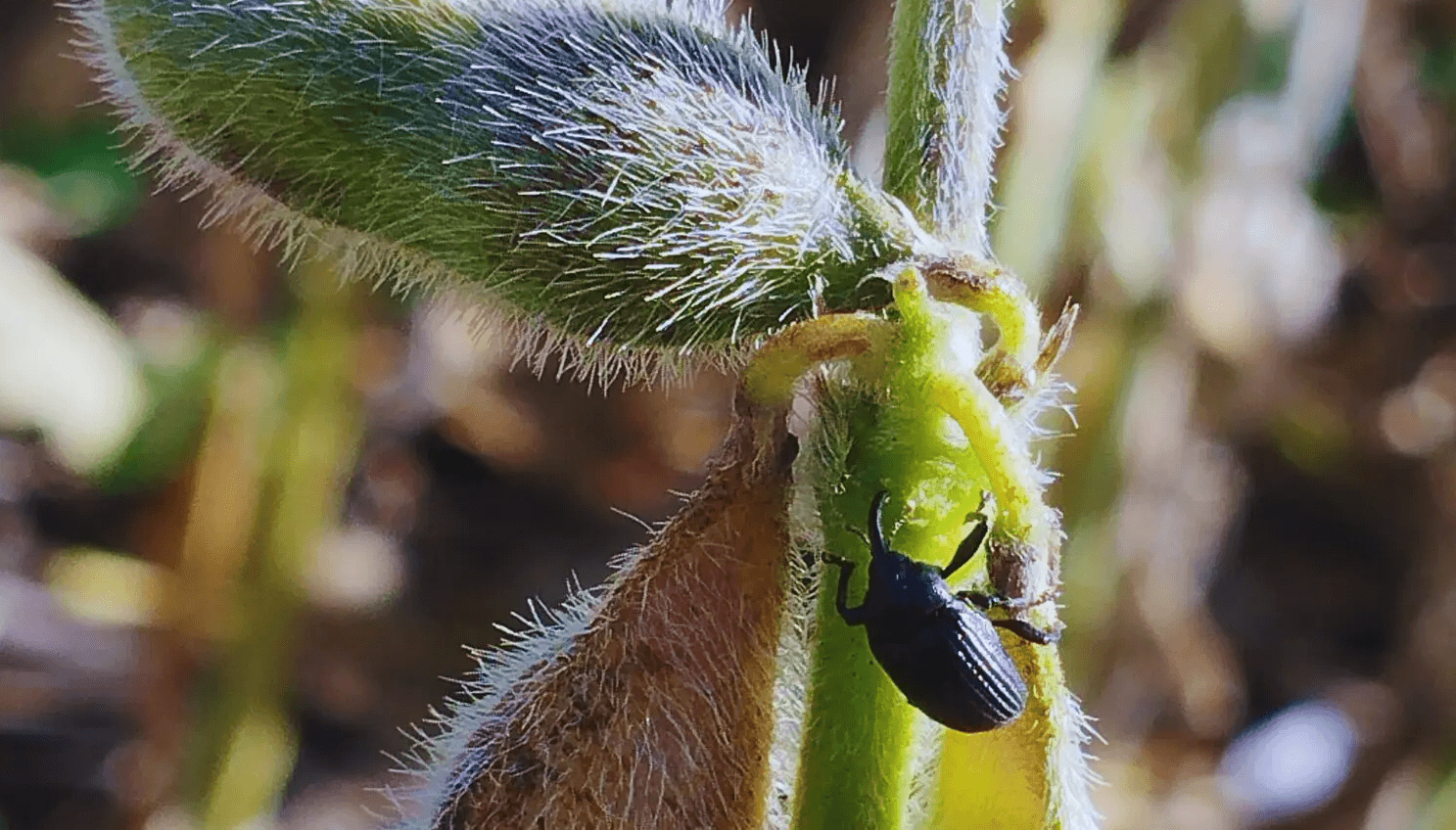 Alertan por una plaga que podría estar expandiéndose y es letal: el picudo negro de la soja