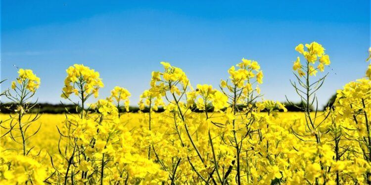 Proteccionismo: Canadá pierde el mercado chino de colza