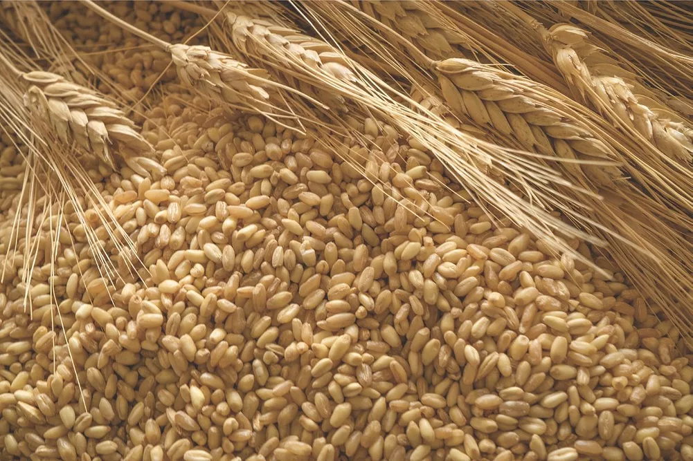 IGC: Las perspectivas de producción de cereales vuelven a subir