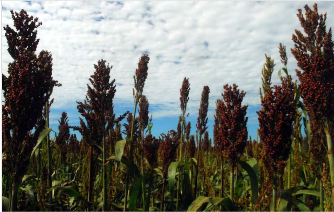 Sorpresa: un cultivo argentino con un nuevo uso le ganó una batalla a Estados Unidos en China