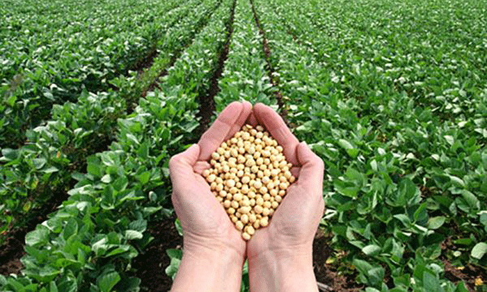 Soja. Paraguay hacia la mayor cosecha de su historia.