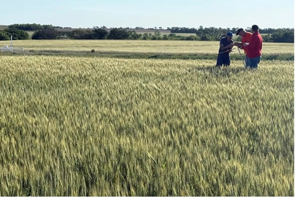 La gira estadounidense por trigo encuentra cultivos luchando contra sequía y congelación