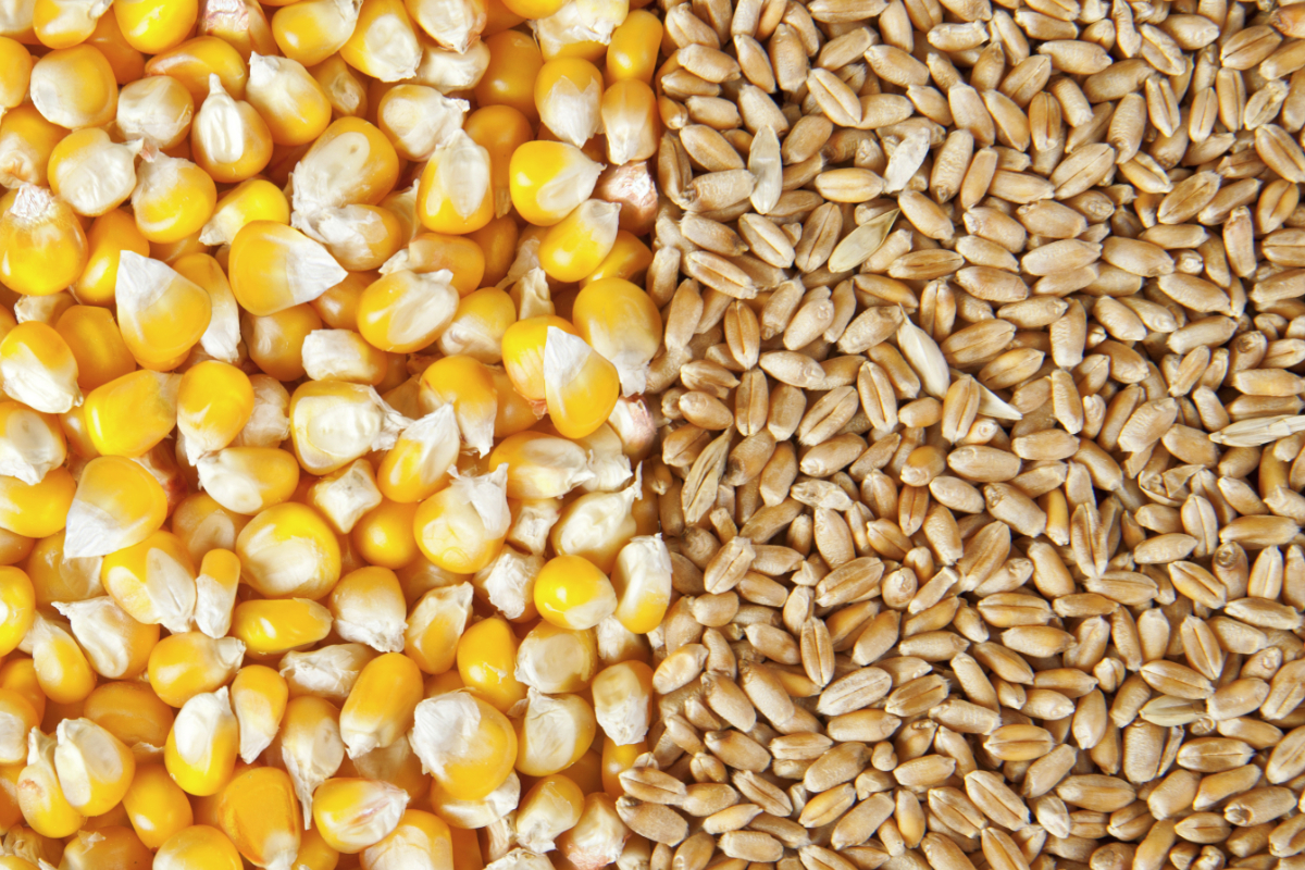 Etiopí­a: la producción de trigo y maí­z en aumento.