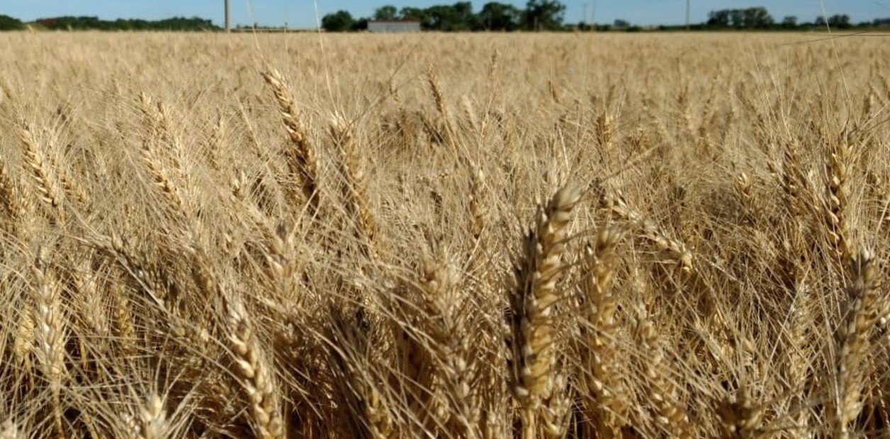 Sorpresa en el mercado Coronavirus en Argentina: el trigo cotiza más que la soja