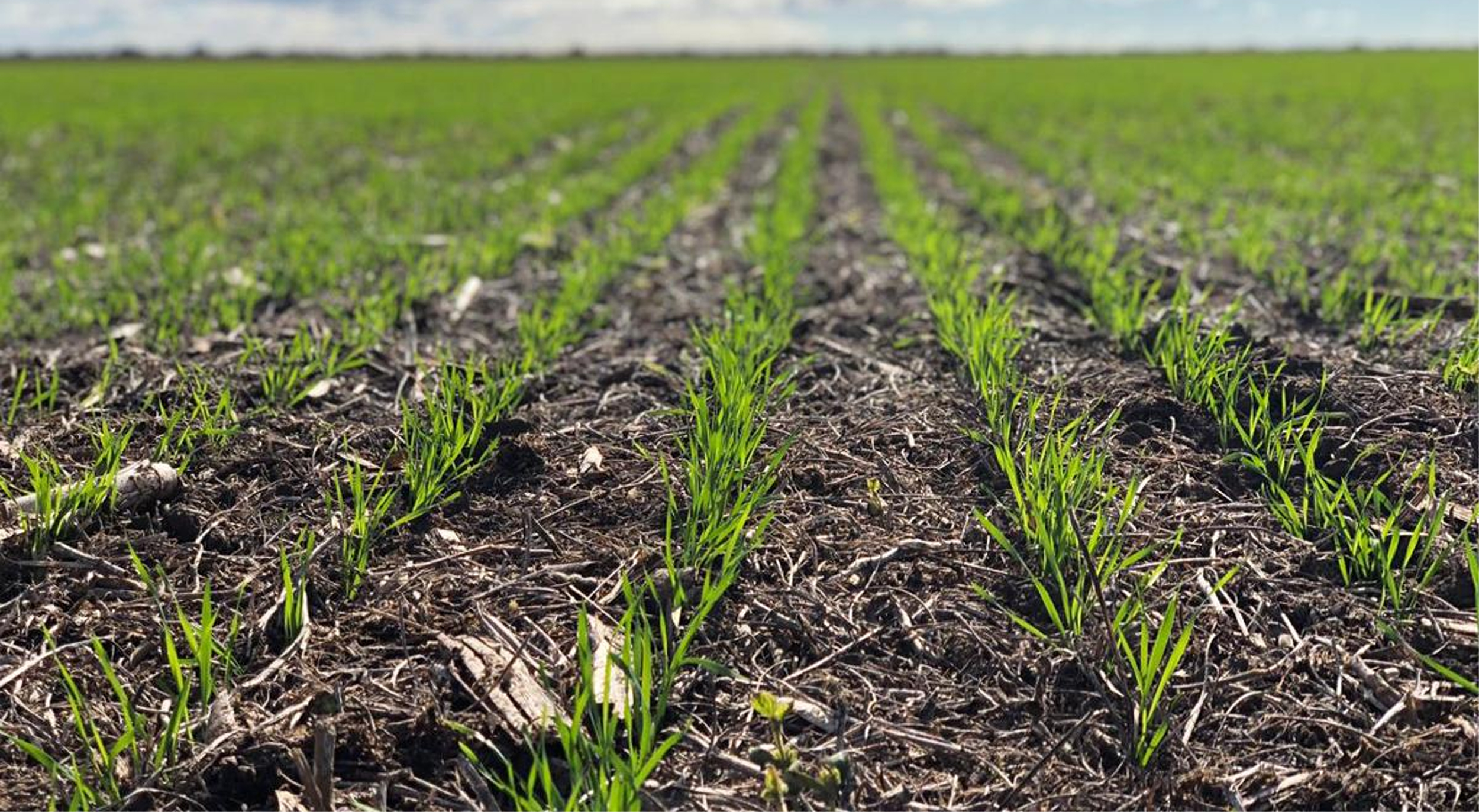 El USDA pronostica una producción mundial récord de trigo