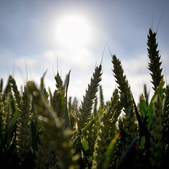 Las existencias de trigo de Brasil en mí­nimos históricos, las importaciones se disparan
