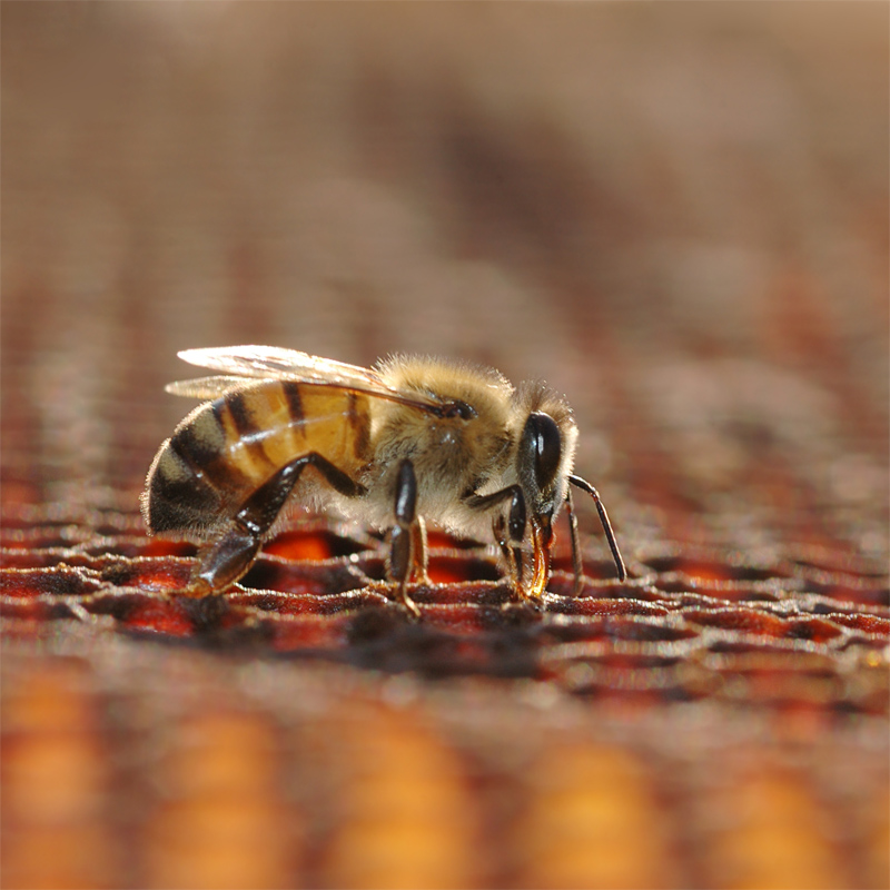Dí­a Mundial de las Abejas | 20 de mayo