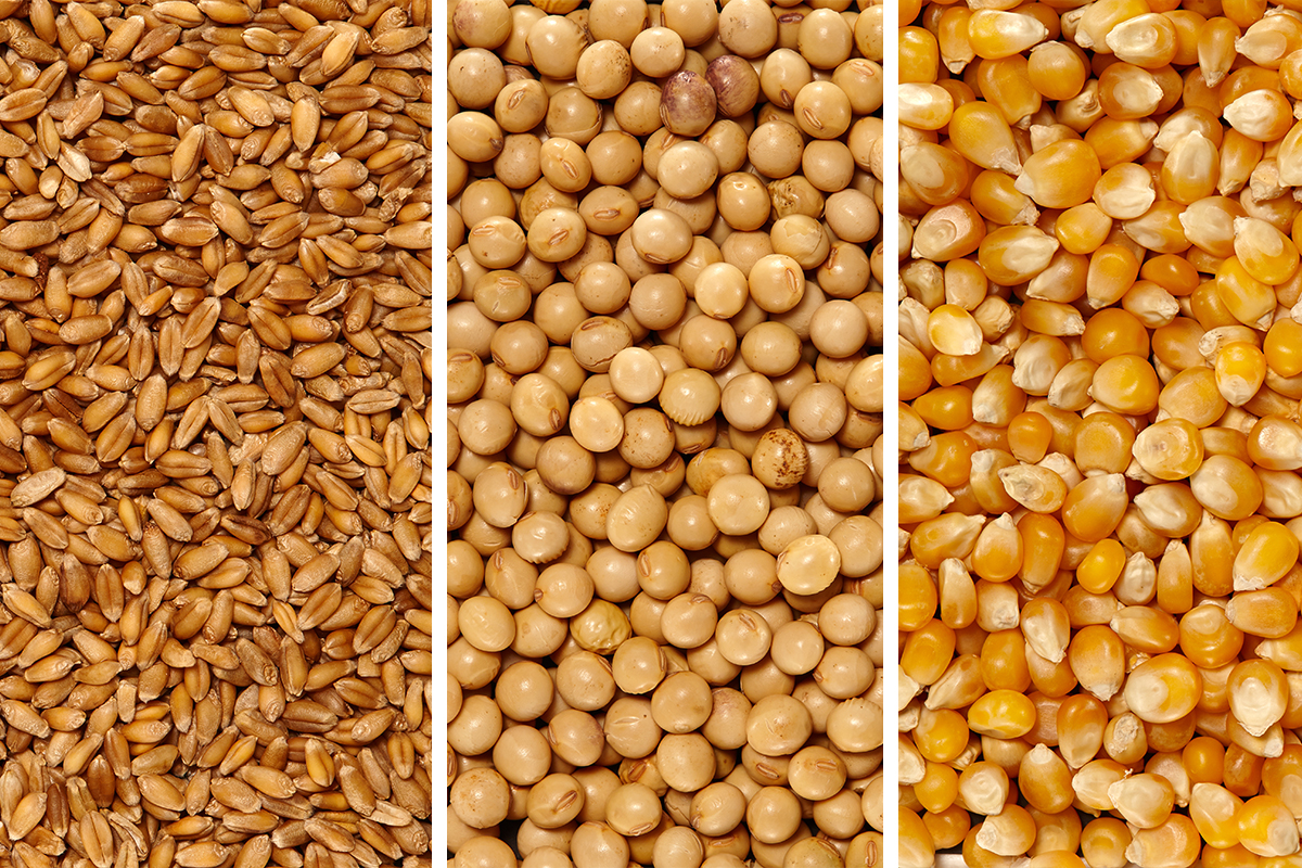 USDA: área de maí­z y trigo por debajo de las expectativas comerciales