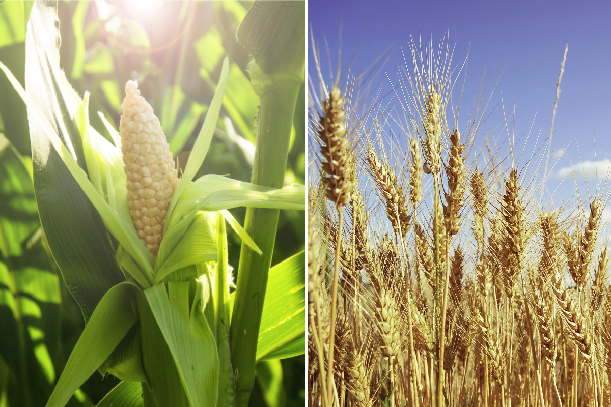 La producción de trigo y maí­z en Brasil se mantiene estable