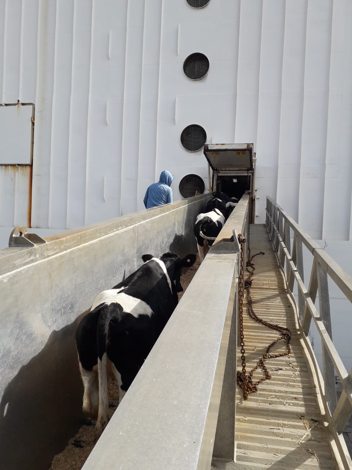 Preparan dos nuevos embarques de vientres Holando y Hereford a China
