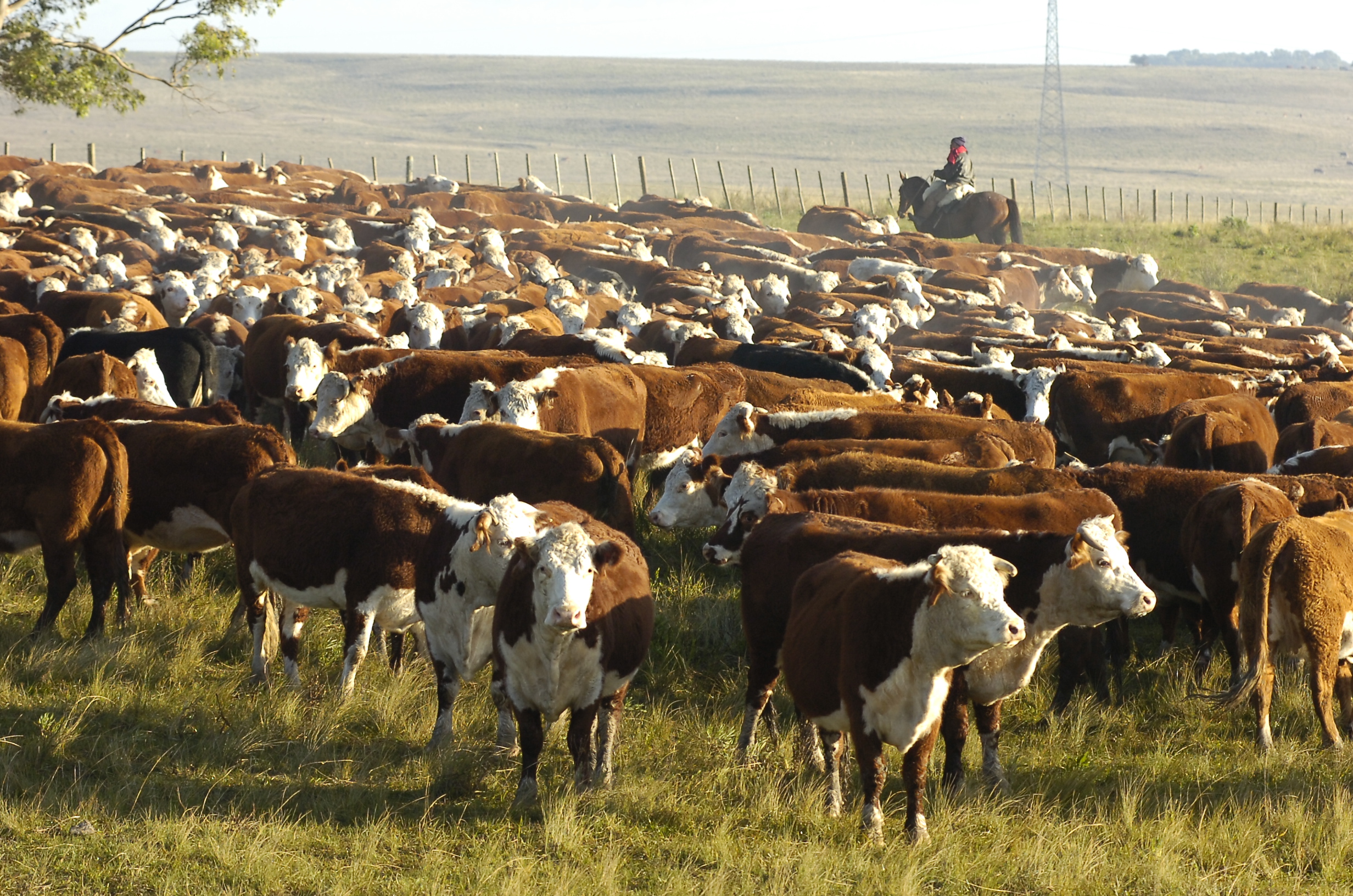 El campo también quiere mudarse a Uruguay